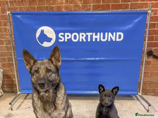 German Shepherd dogs Working Line German Shepherd Puppy - Advert 13