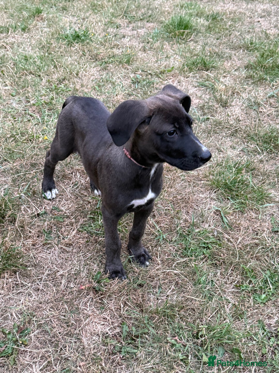 Mixed Breed dogs for sale: German shepherd X Great Dane  - Image 3