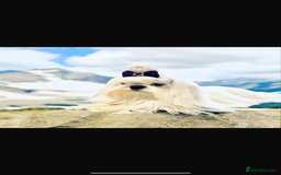 Maltese dogs for sale: Korean bloodline Maltese  - Advert 7