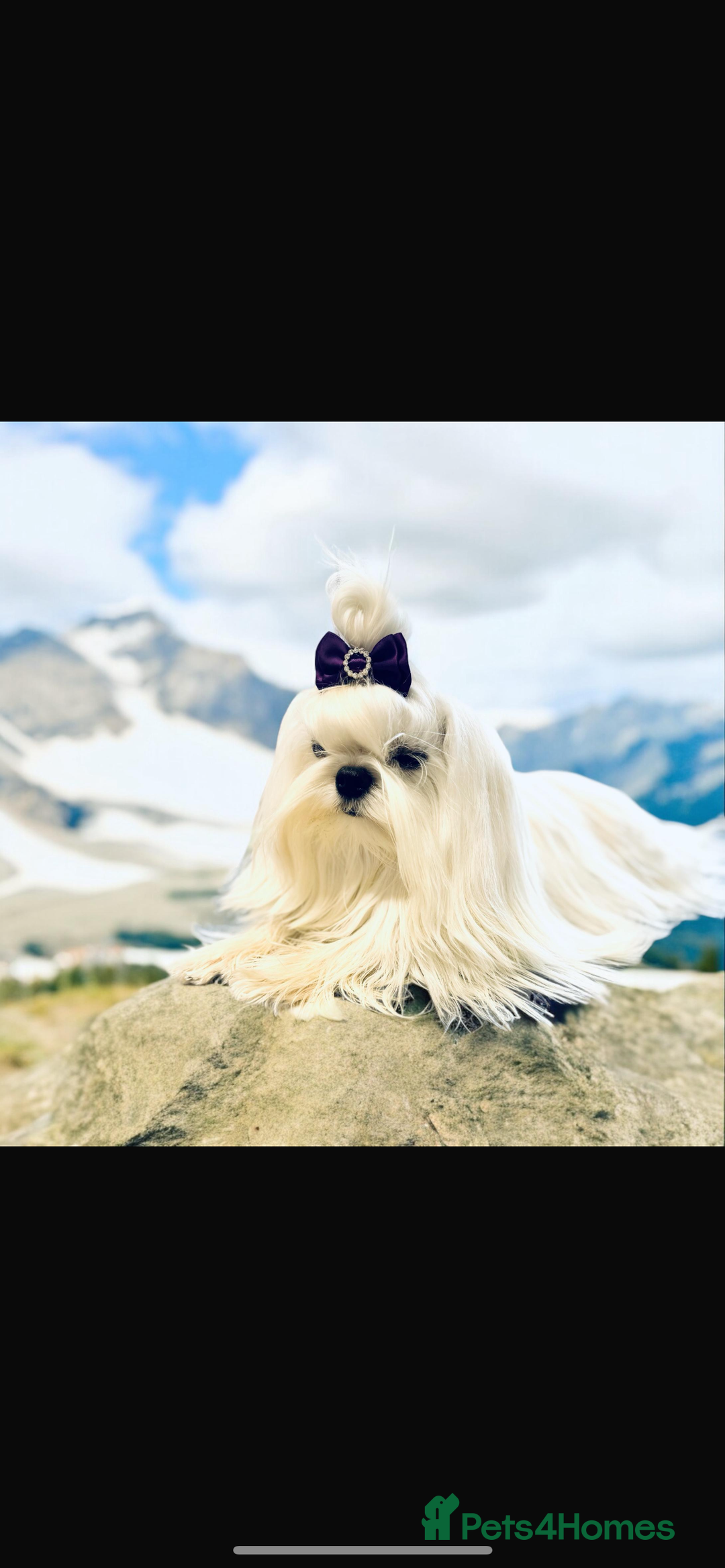 Maltese dogs for sale: Korean bloodline Maltese  - Advert 7