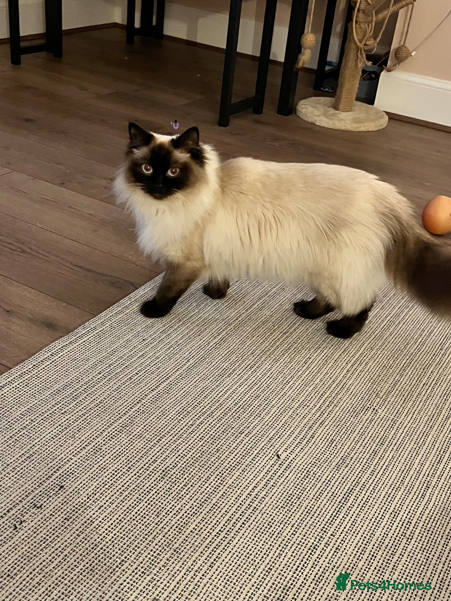 Ragdoll cats 2 males looking for rehome - Advert 16