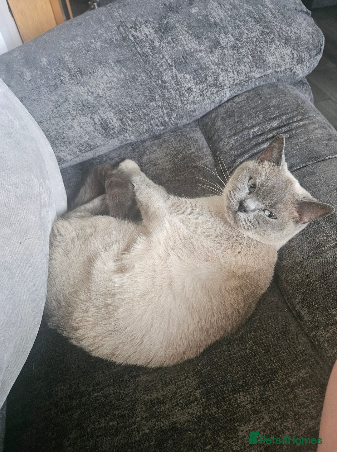 British Shorthair cats for sale: British Shorthair Cats for sale - Image 2