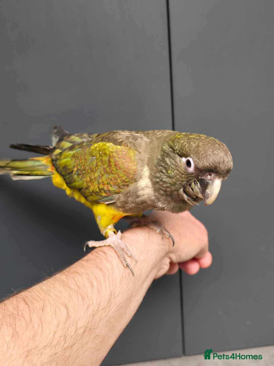 Conures birds for sale: Handreared Small Conures, Sun & Patagonian conures - Image 8