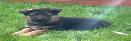 German Shepherd dogs for sale: KC reg German shepherd puppies  - Advert 29