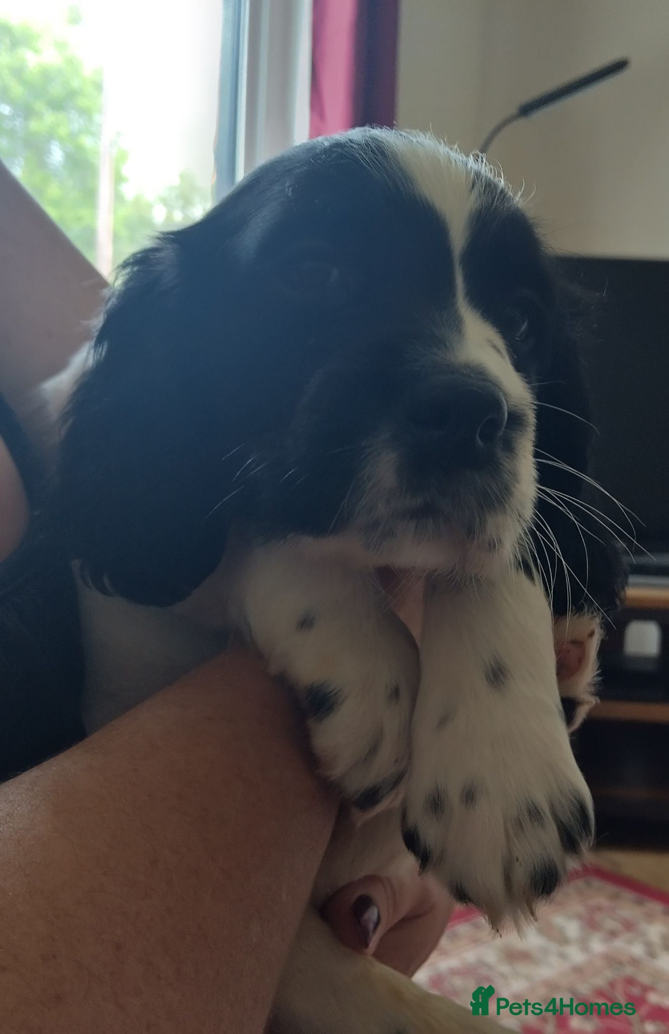 Sprocker dogs Gorgeous Sprocker Spaniel Puppies! - Advert 2
