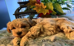 Maltipoo dogs for sale: F1 Beautiful Maltipool Puppies - Advert 19