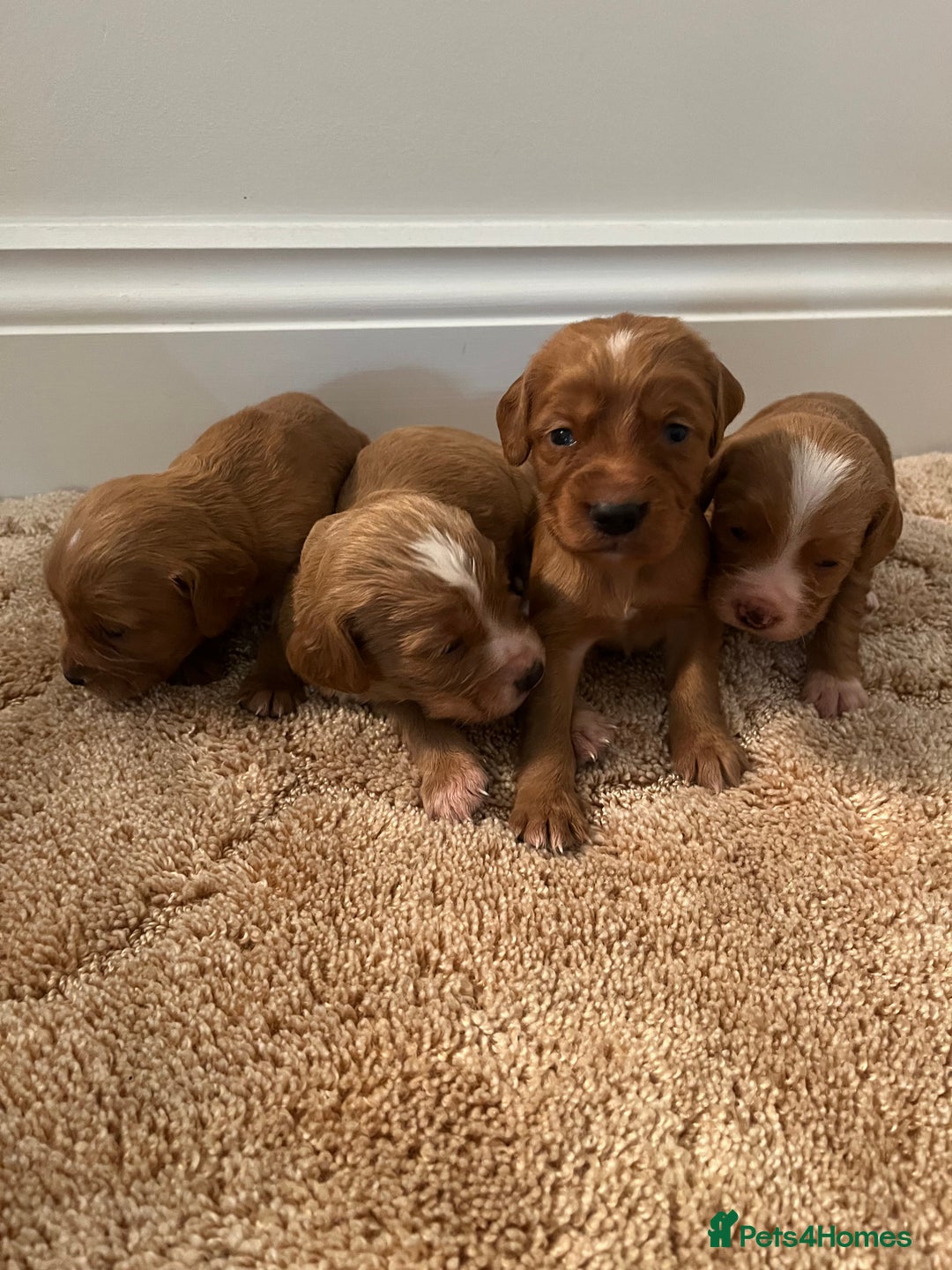 Cockapoo dogs for sale: Cockpoo puppies - Advert 4