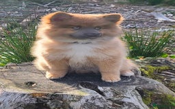 Pomsky dogs for stud: Gorgeous F2 Pomsky for stud - Advert 9