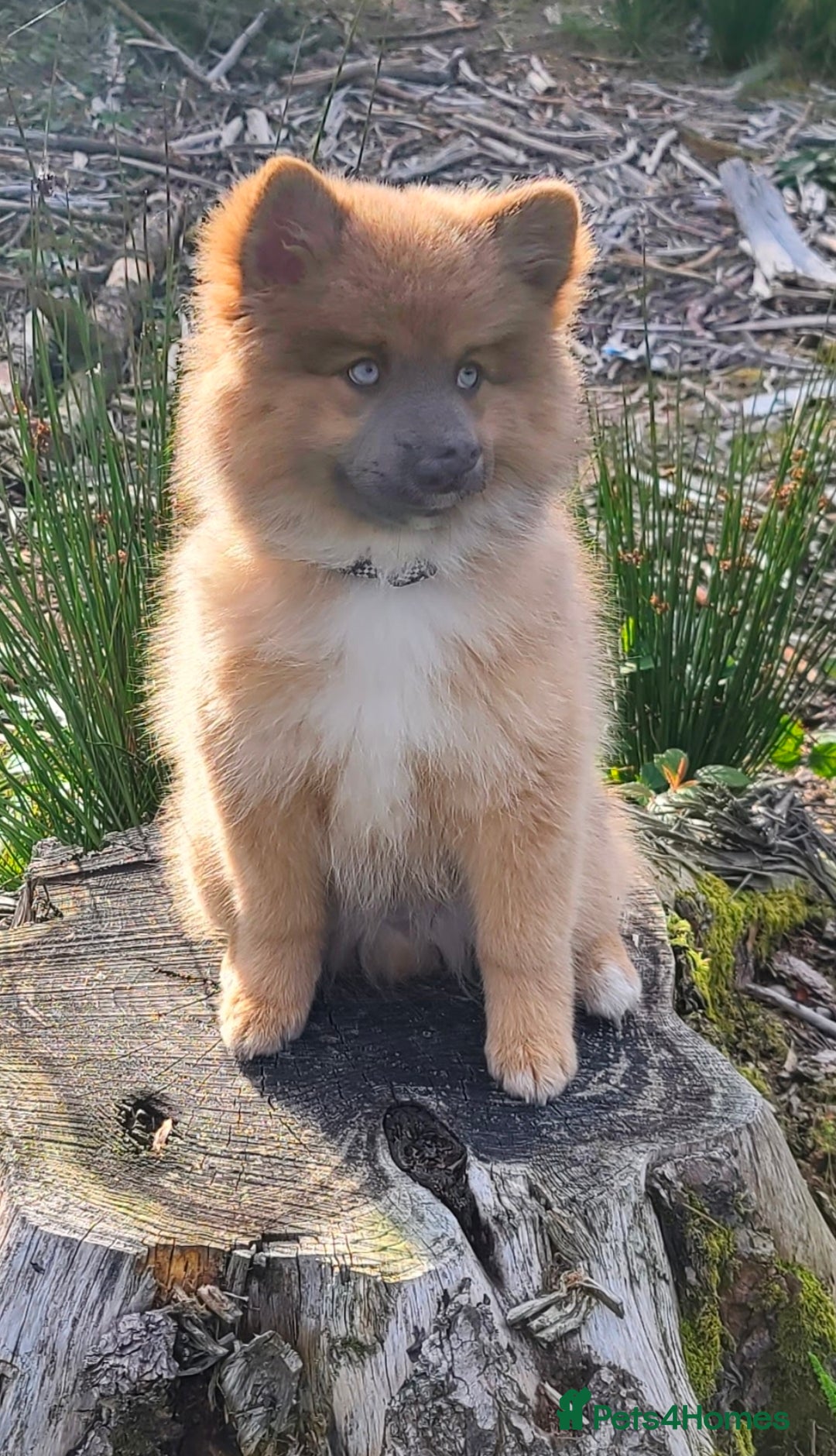 Pomsky dogs for stud: Gorgeous F2 Pomsky for stud - Advert 9