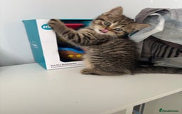 Scottish Fold cats for sale: 😻Beautiful Scottish straight boy 😻 - Image 8