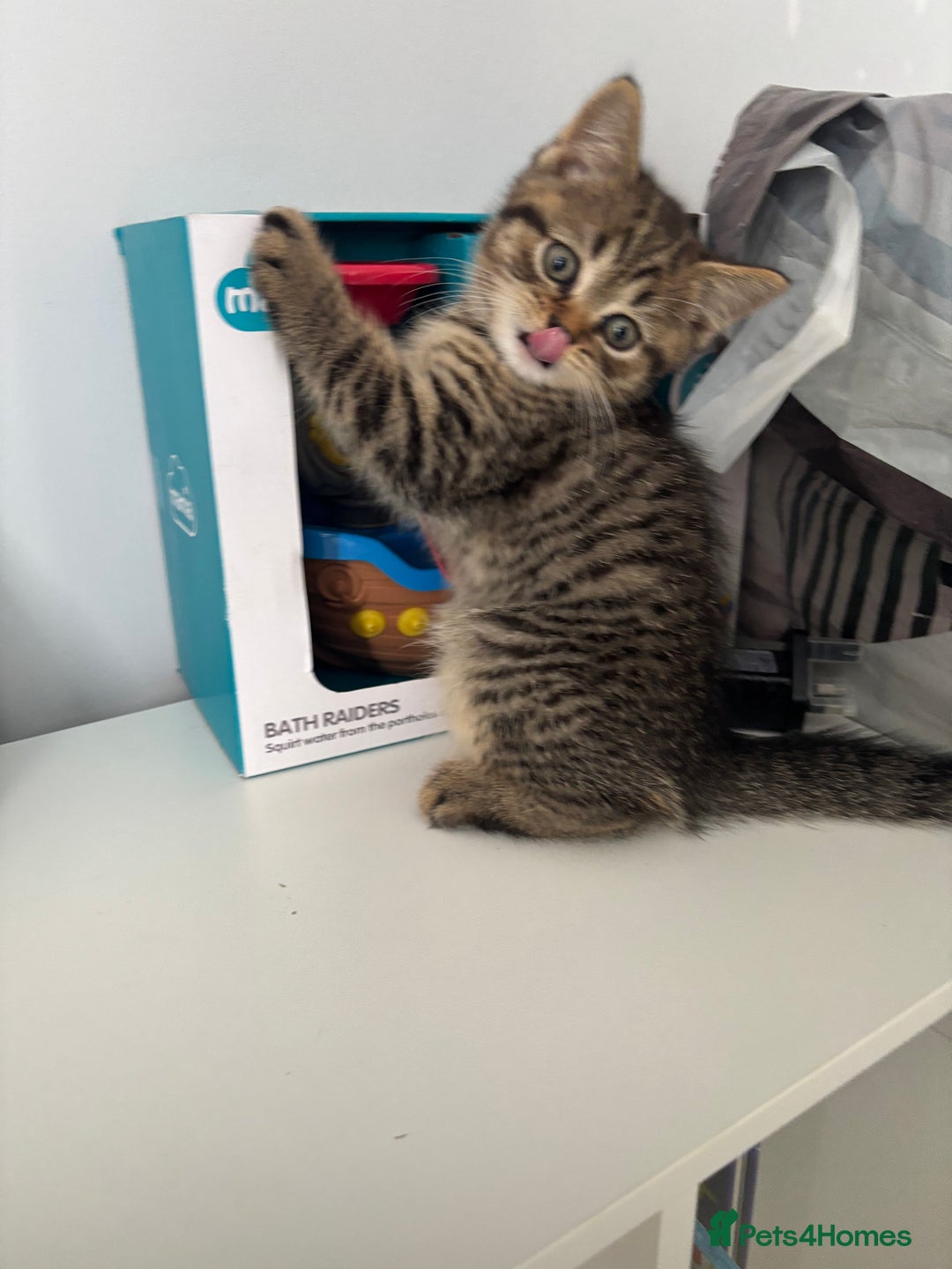 Scottish Fold cats for sale: 😻Beautiful Scottish straight boy 😻 - Image 8