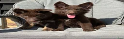 German Shepherd dogs for sale: CHOCOLATE AND TAN LONG COATED GERMAN SHEPARDS  in West Malling - Advert 26