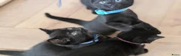 Mixed Breed cats for sale: Kitten  - Advert 25