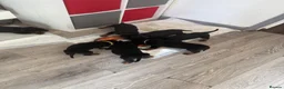 Rottweiler dogs for sale: Absolutely stunning Rottweiler puppies  - Advert 7