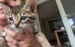 Bengal cats for sale: Beautiful Bengal Cross Kitten - Image 4