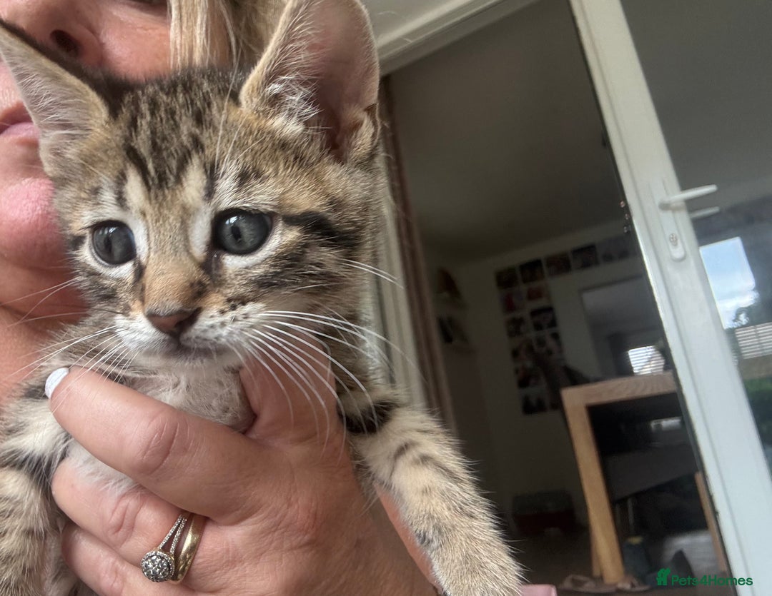 Bengal cats for sale: Beautiful Bengal Cross Kitten - Image 4