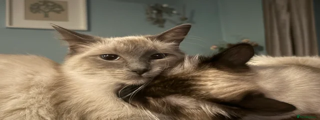 Blu