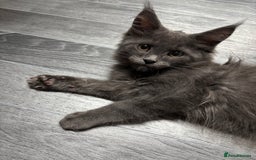 Maine Coon cats for sale: Maine Coon kitten TICA registered  - Image 7