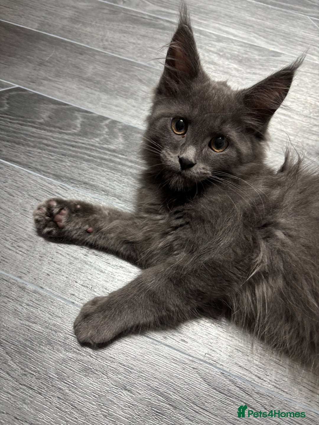 Maine Coon cats for sale: Maine Coon kitten TICA registered  - Image 7