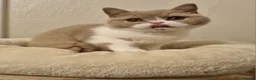 British Shorthair cats for sale: Fawn Bicolour Females - Spayed/Neutered - Advert 21