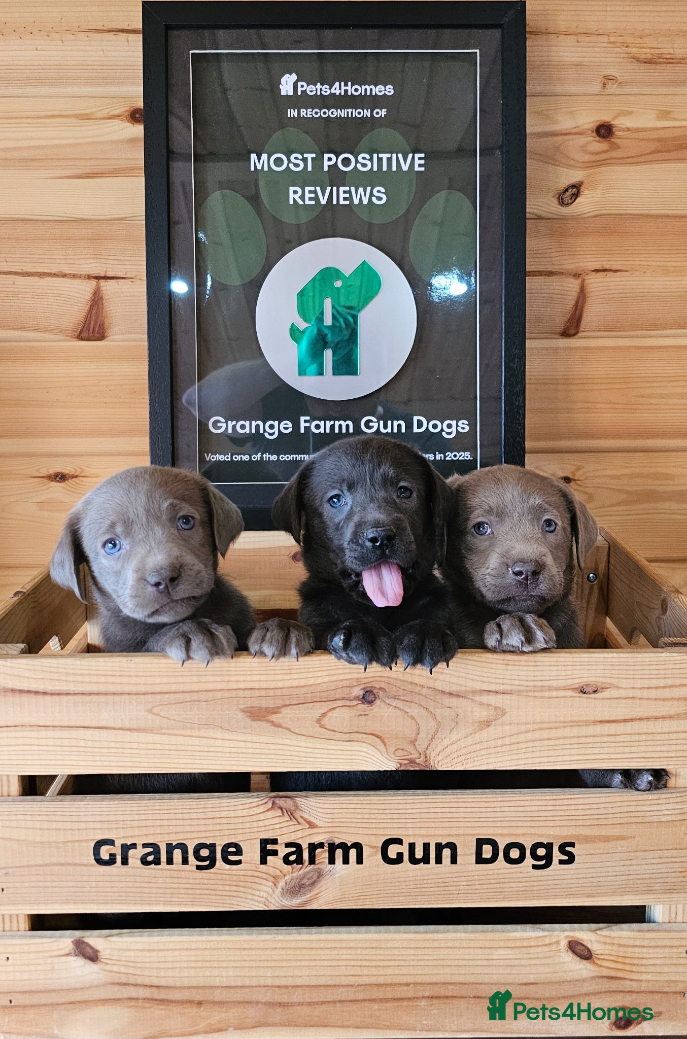 Labrador Retriever dogs 8 BEAUTIFUL KCREG LABRADORS. HEALTH TESTED PARENTS - Advert 15