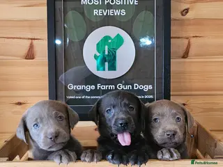 Labrador Retriever dogs 8 BEAUTIFUL KCREG LABRADORS. HEALTH TESTED PARENTS - Advert 15