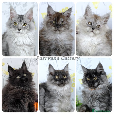 Maine Coon cats - Advert 1
