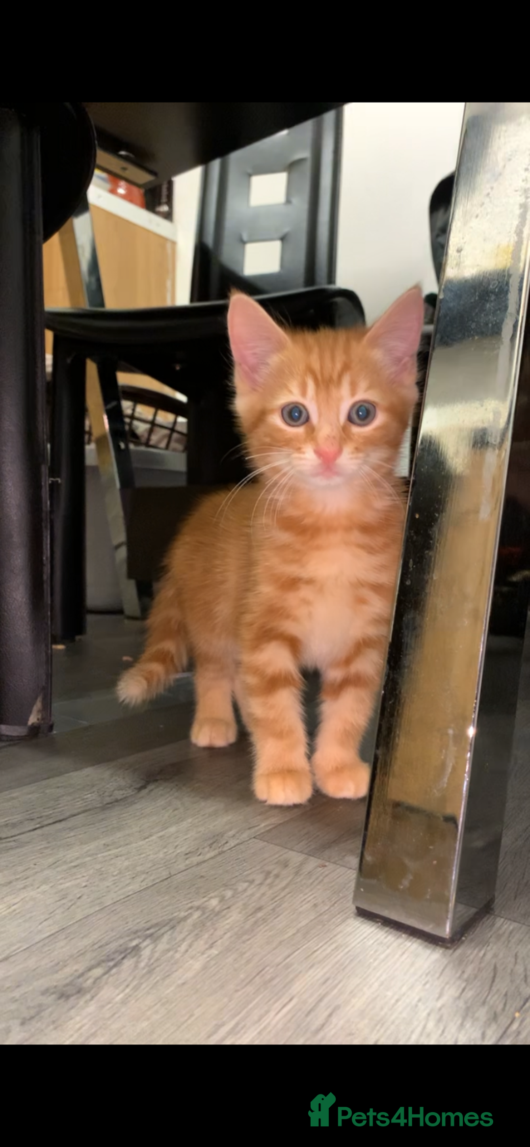 Bengal cats for sale: 2 x Beautiful Ginger - bengal mix - Advert 2