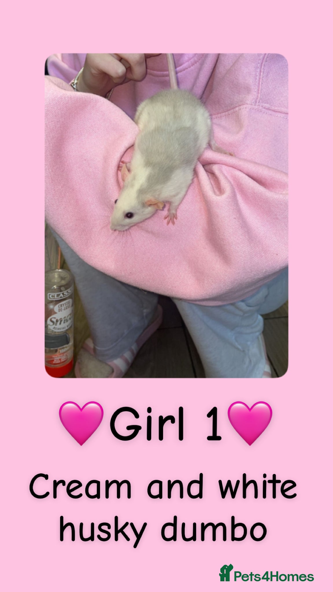 Rat rodents Beautiful baby rats looking for forever homes! - Advert 1