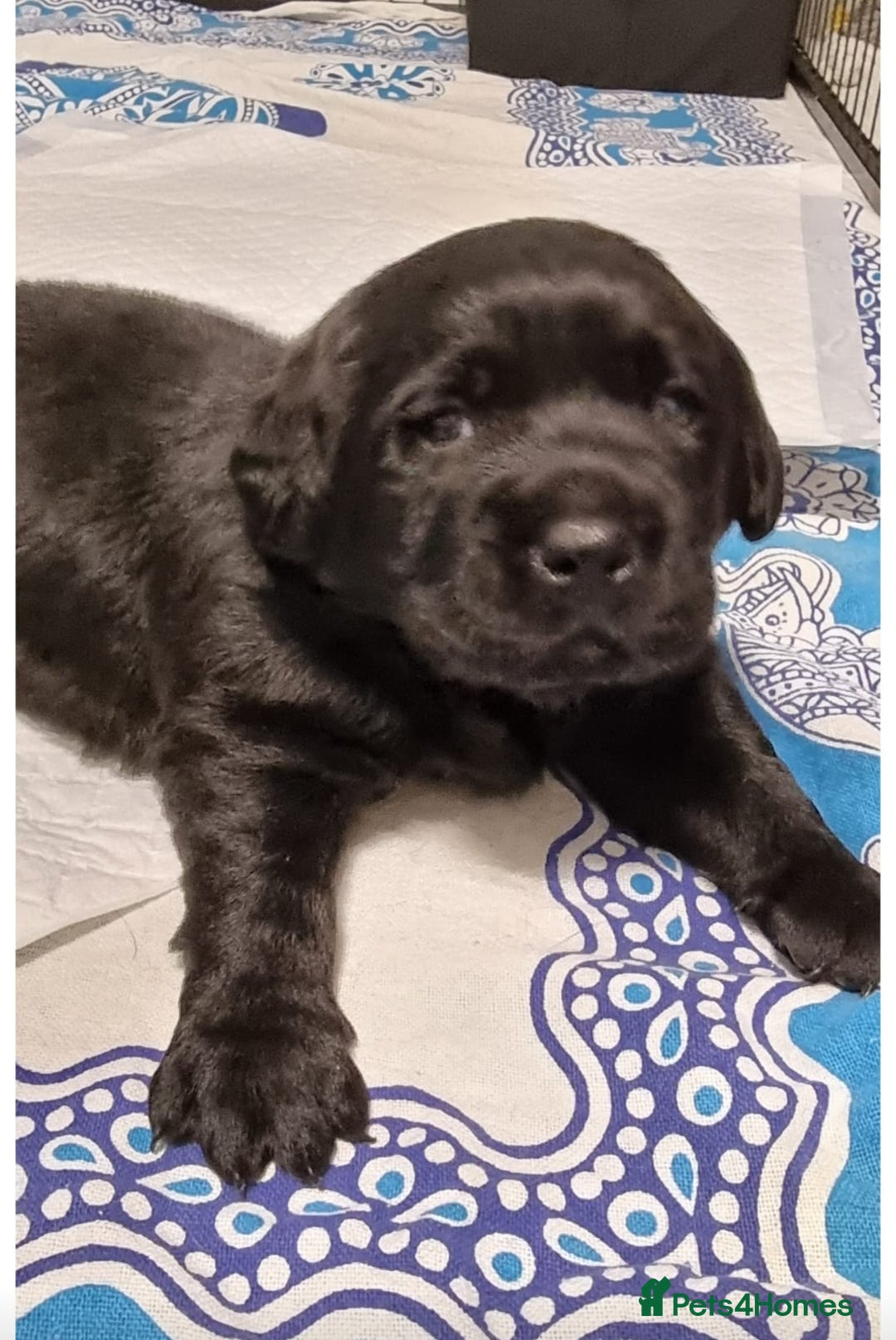 Labrador Retriever dogs for stud: Proven Fully DNA Tested for Stud in Harlow - Advert 28