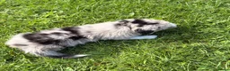 Border Collie dogs for sale: STUNNING BORDER COLLIE PUPS.  - Advert 20