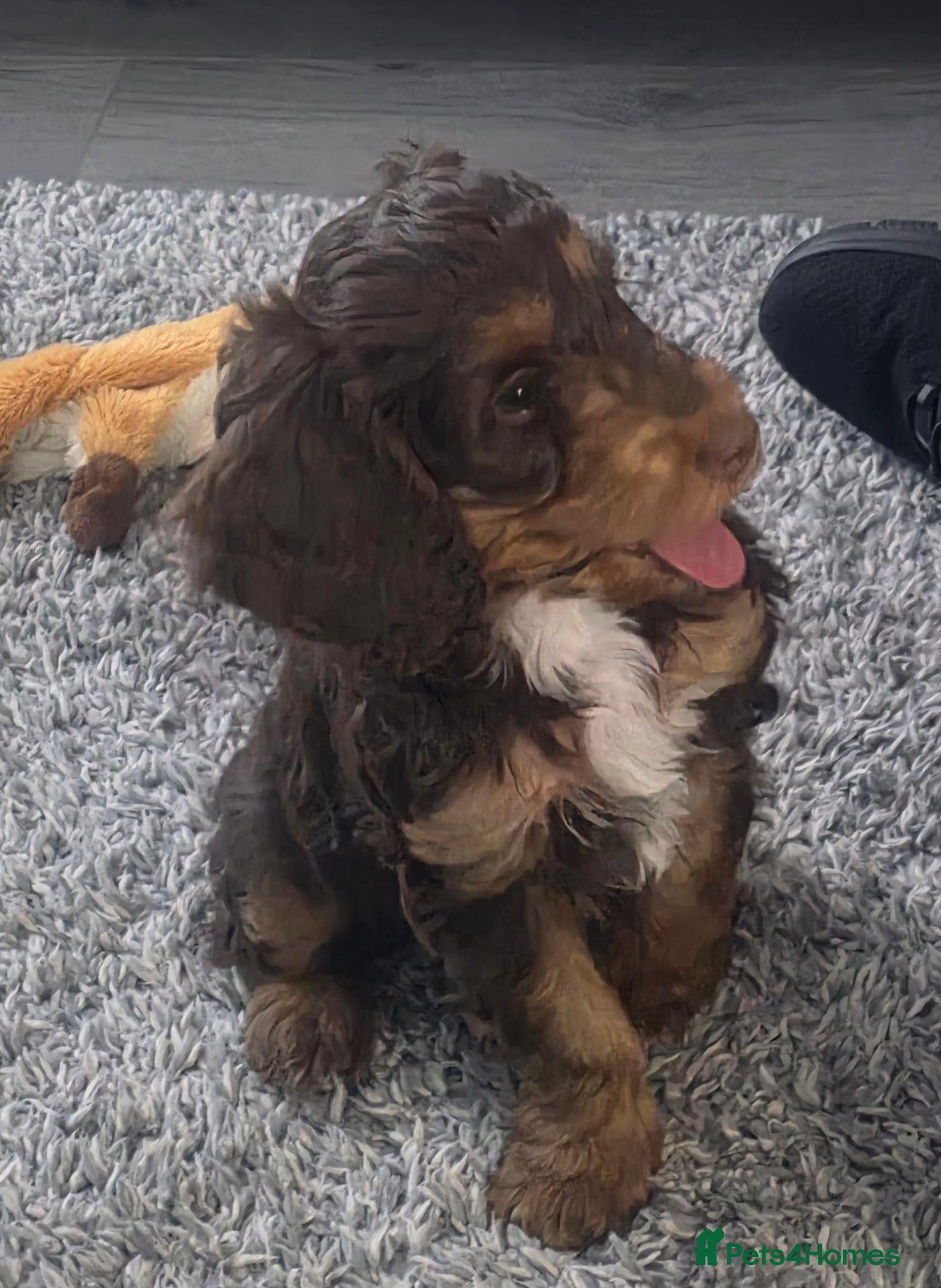 Cockapoo dogs Cockapoo girl - Advert 2