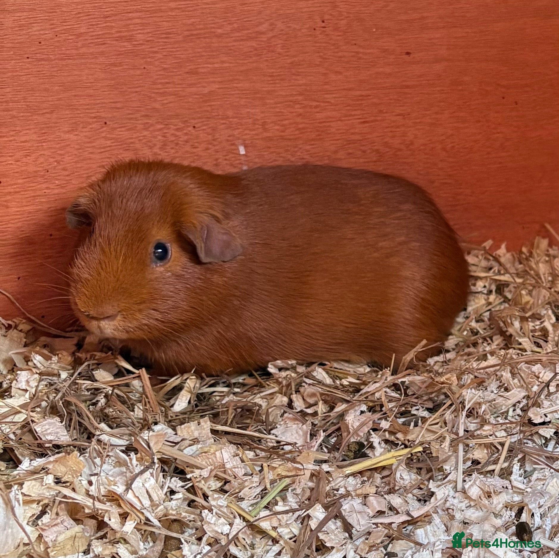 Guinea Pig rodents Rescue Guinea pigs for adoption - Advert 2