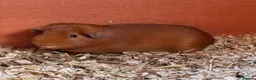 Guinea Pig rodents for sale: Rescue Guinea pigs for adoption - Advert 2
