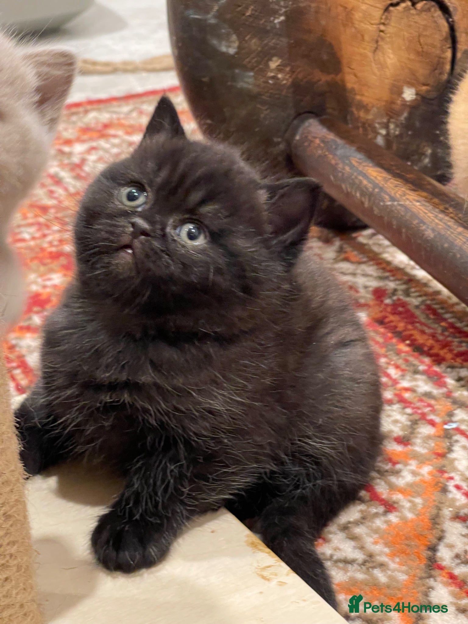 British Shorthair cats GCCF BOYS LOOKING FOR THEIR FOREVER HOME - Advert 1