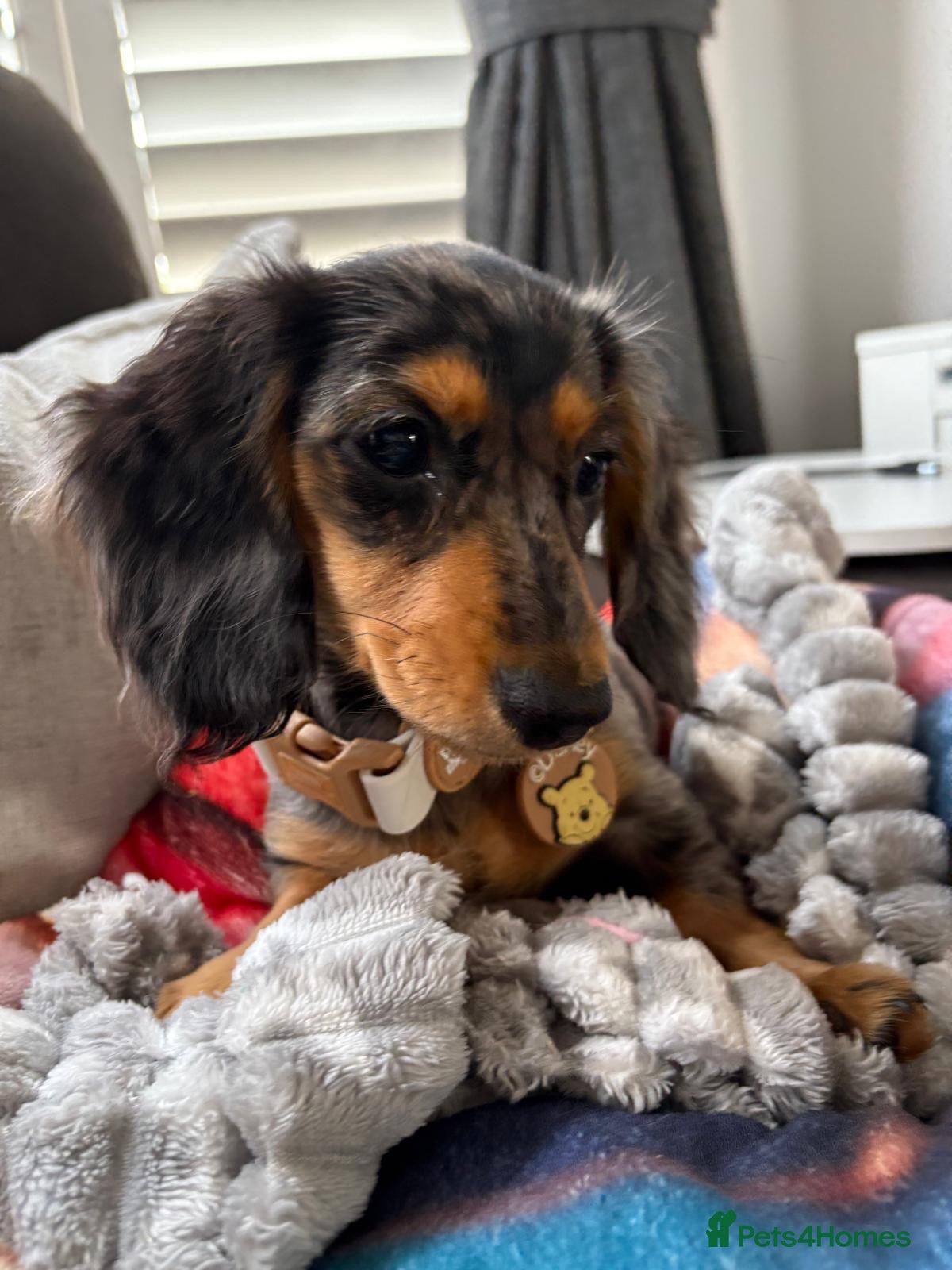 Miniature Dachshund dogs for sale: Long haired dapple miniature dachshund  - Advert 24