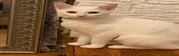 Turkish Angora cats for sale: Turkish Angora white kittens  - Advert 5