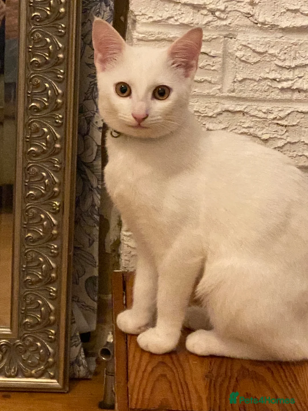 Turkish Angora cats for sale: Turkish Angora white kittens  - Advert 5
