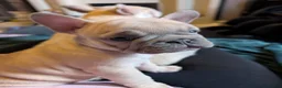 French Bulldog dogs for sale: French Bulldog Puppies - Advert 2