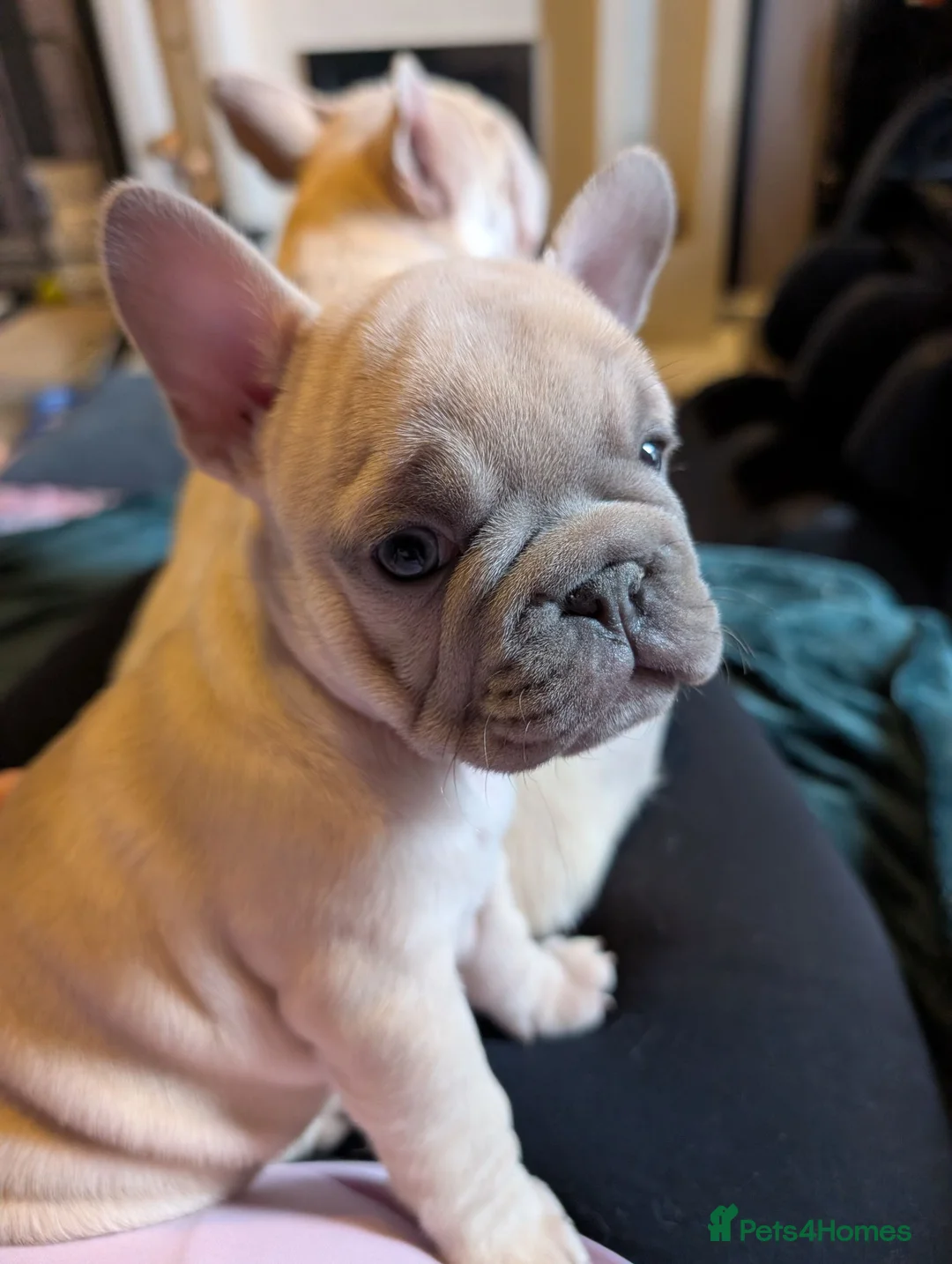 French Bulldog dogs for sale: French Bulldog Puppies - Advert 2