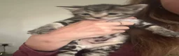 Mixed Breed cats for sale: Bengal kittens  in North Walsham - Advert 9