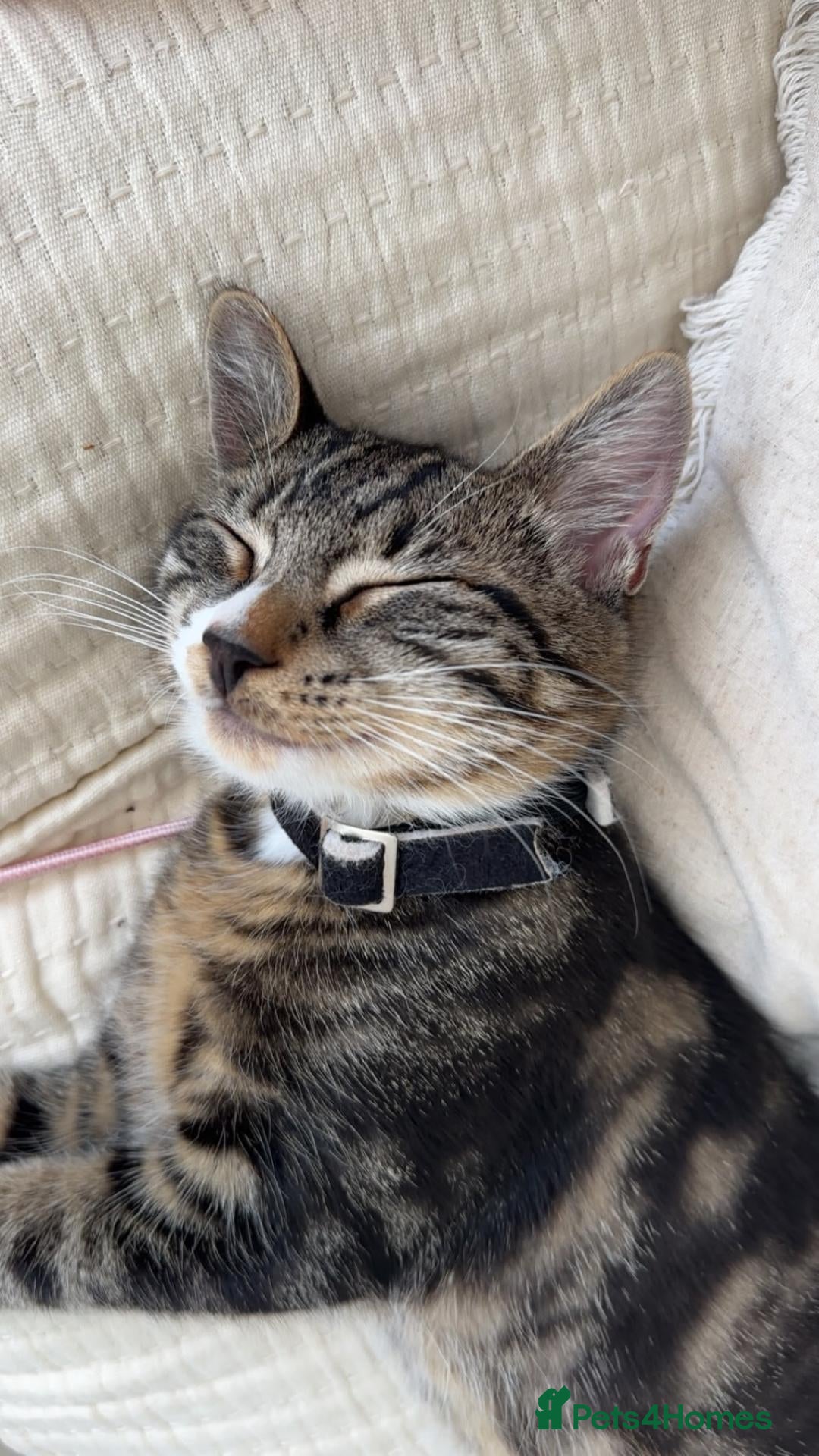 Mixed Breed cats Beautiful male kitten 6 months old - Advert 1