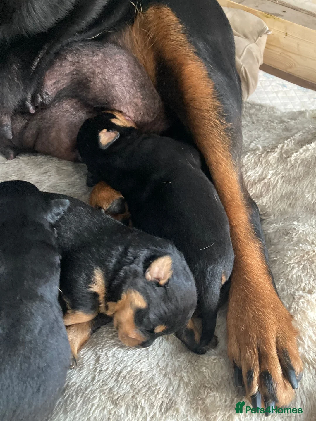 Rottweiler dogs for sale: Chunky Rottweiler puppies  - Advert 14