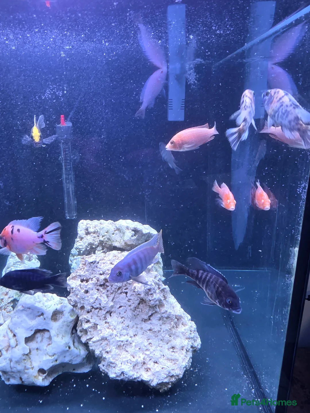 Cichlids fish for sale: African Chiclids & Aqua one 180 litre tank - Advert 4