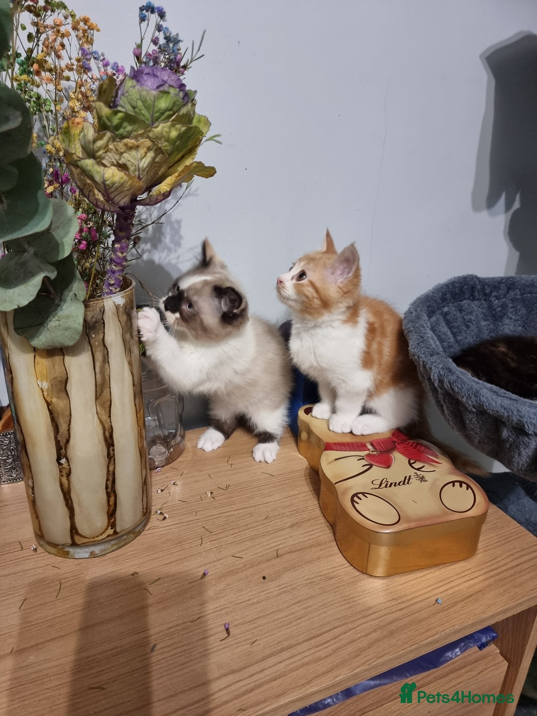 Persian cats for sale: Persian kittens - Image 10