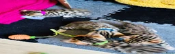 Bengal cats for sale: Stunning Bengal Kittens  - Advert 15