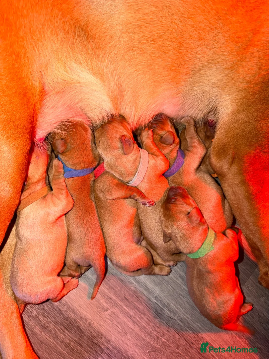 Labrador Retriever dogs for sale: Dark Fox Red Labrador Puppies – Exceptional Lines in Saint Helens - Advert 14