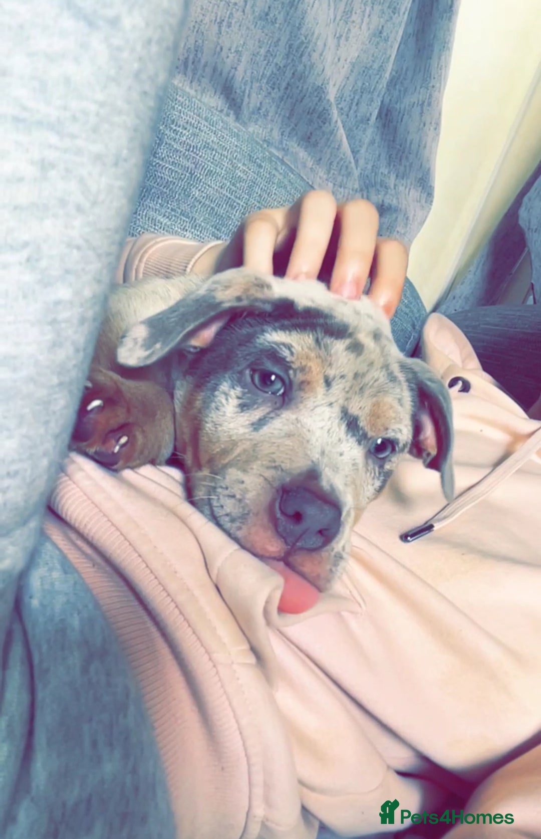 Mixed Breed dogs for sale: American bully x Shar pei  - Image 5