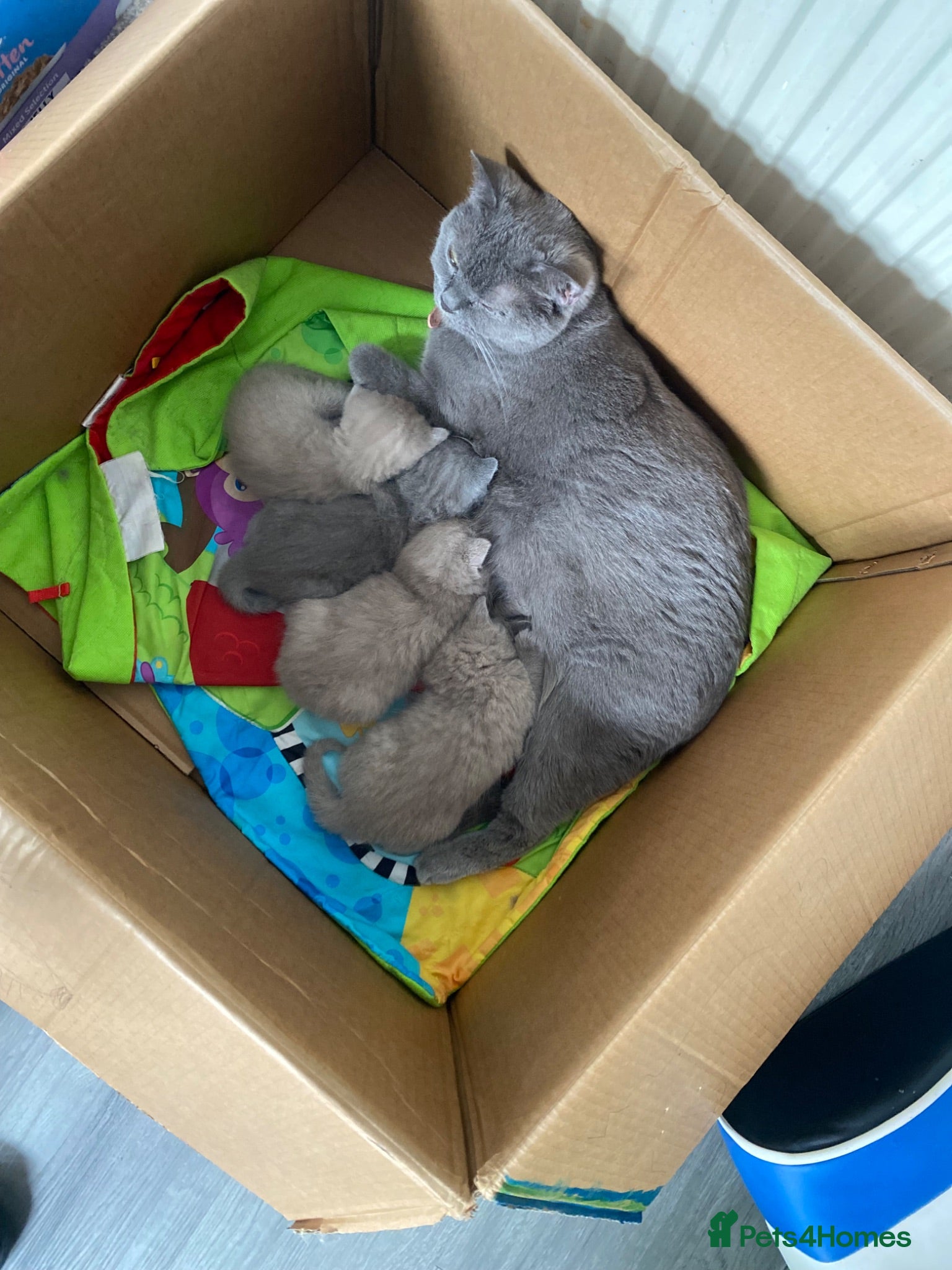 British Shorthair cats 1 PEDIGREE LILAC BSH GIRL REMAINING  - Advert 1