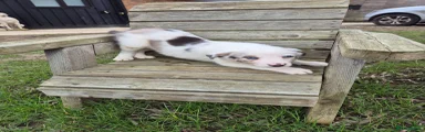 Border Collie Puppy 2